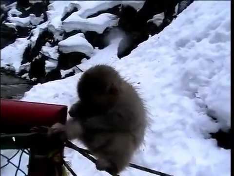 Snow Monkeys video by Anna Osetroff - Destination ...