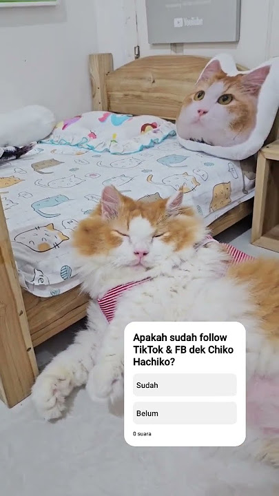 Chiko loves mommy #animals #pet #cats #dog #fyp #funny #trending #viralshorts #viralvideo #cat