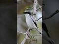 Listen To This Eerie Call From A Loggerhead Shrike Wildlife Birdvideos Birds Listen To This Eerie Call From A Loggerhead Shrike Wildlife Birdvideos Birds