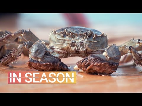 Video: Hairy Crab: Not All It 