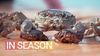 Hairy Crabs Are Delicious. So Why Can’t You Get Them in the U.S.? - In Season (S1E2)