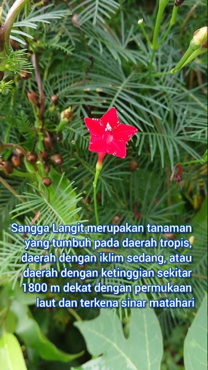 Songgo Langit | Rincik Bumi | Ipomoea Quamoclit |Menggapai langit #shorts #songgolangit #tanamanhias