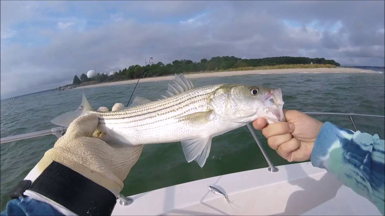 Catching striped bass on topwater! YouTube