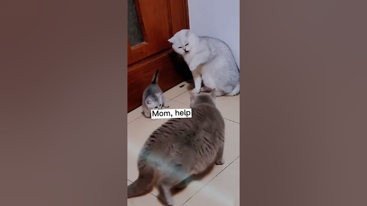 Yavrusunu koruyan kedi. Annesinin yanında yavruya bunu yapmayacaktın 😂