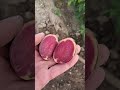 Potato fun.