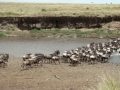 Wildebeest crossing Mara river