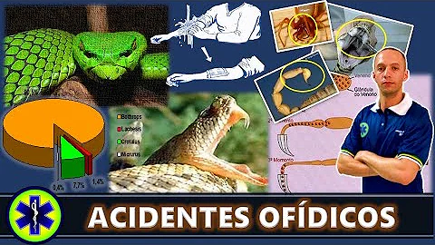 O que fazer para evitar as picadas de cobra?