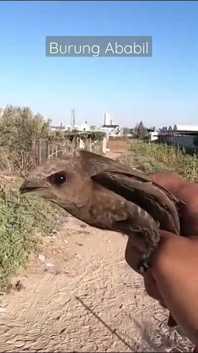 Ini Cuplikan Video Burung Ababil pasukan gajah di Palestina , dan Terkonfimasi Hoax.. #sorts