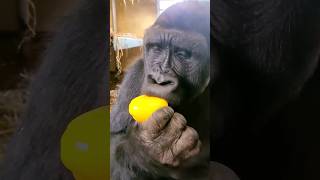 This Gorilla Is Enjoying His Crunchy Pepper!  #Gorilla #Eating  #Asmr #Satisfying