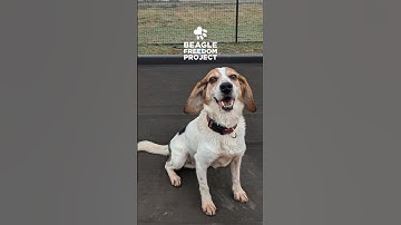 Animal-Testing Survivor, Wallace, Enjoys His Freedom! 🐶❤️ #endanimaltesting