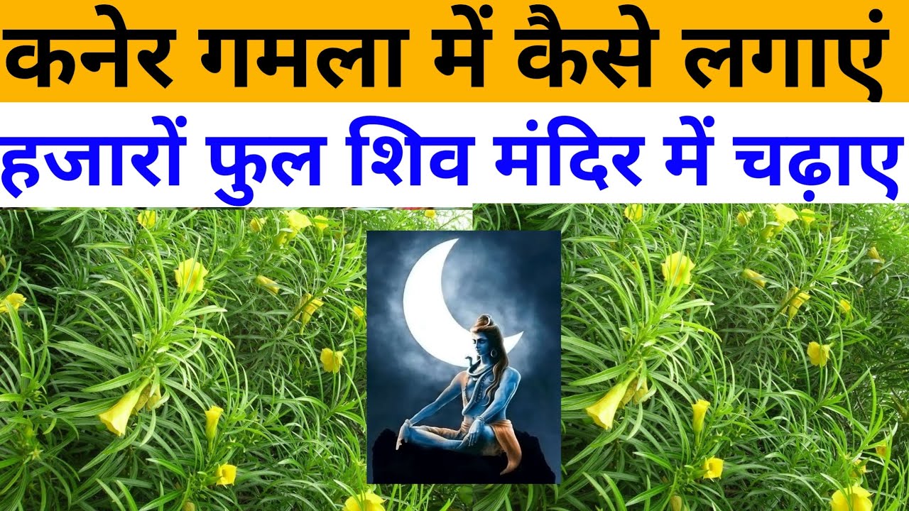 How to grow & care kanar plants/all about/Oliender/fertilizer,yellow oleander gardener dost yellow