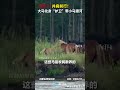 【大陸】並肩前行！大馬化身「護衛」帶小馬渡河