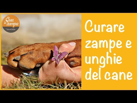 Video: Disturbi Delle Unghie Dei Cani - Problemi Alle Zampe E Alle Unghie Nei Cani