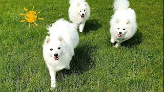 Japanese Spitz Meet Up! 🌼🐻‍❄️🌷