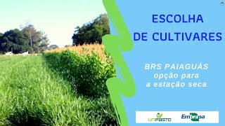 BRS Paiaguás, opção para o período seco | Série Pasto Certo