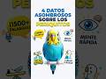 🤯😯¿Sabías esto sobre los budgies? #foryou #drjuan