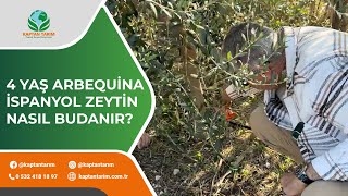 4 YAŞ ARBEQUİNA İSPANYOL ZEYTİN NASIL BUDANIR?
