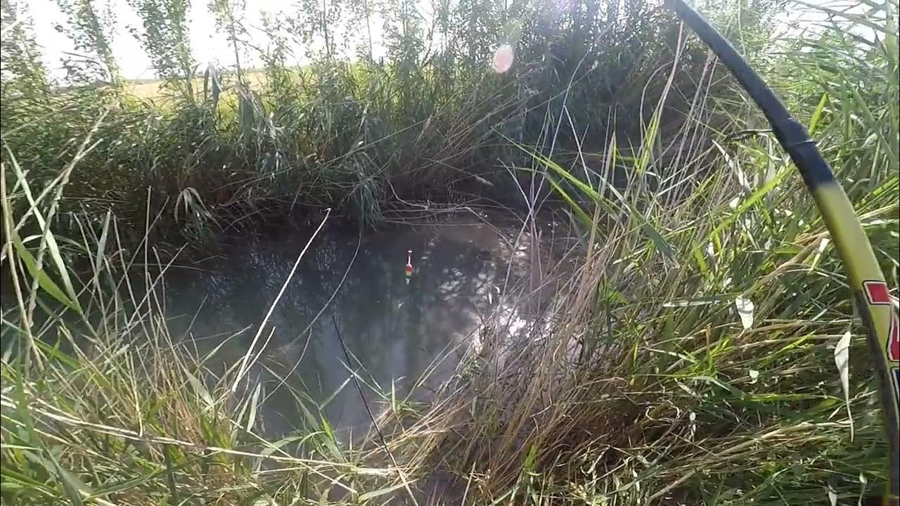 Sochsiz mushuk Buvilar porno va etuk fotosuratlar