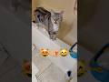 Super #cute CAT 🐱 #funny #monkey Buddy #catshorts