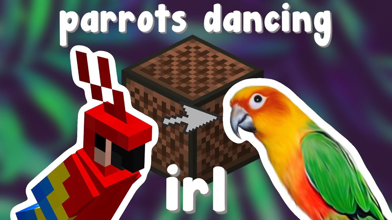 Minecraft Dancing Parrots In Real Life Youtube Minecraft Dancing Parrots In Real Life Youtube