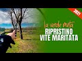 Lavori di ripristino e potatura della vite maritata