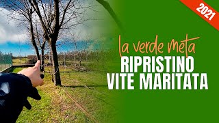 Lavori di ripristino e potatura della vite maritata