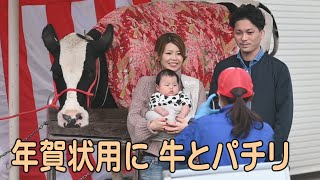 年賀状用に牛と一緒にパチリ 横浜の牧場で撮影会
