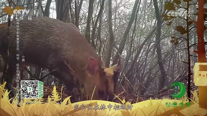 《秘境之眼》 小麂/白鷳/狗獾/環頸雉/牛背鷺/水牛 20230514| CCTV - 天天要聞