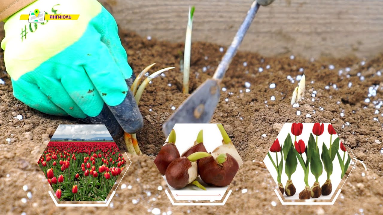 Lolalar lolalar go'zal lolalar