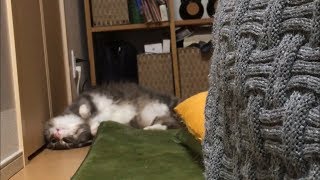 折れ戸に苦戦する猫 ノルウェージャンフォレストキャットcat struggling with a folding door.Norwegian Forest Cat.