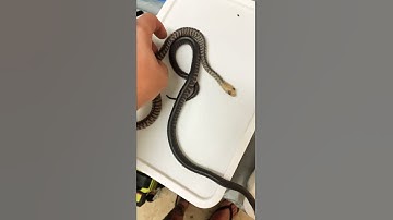 Woma Python variation, these videos are just test runs.