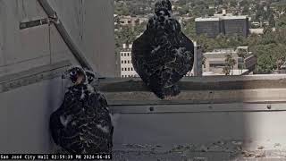 San José City Hall Peregrine Falcon Camera  HD Nest