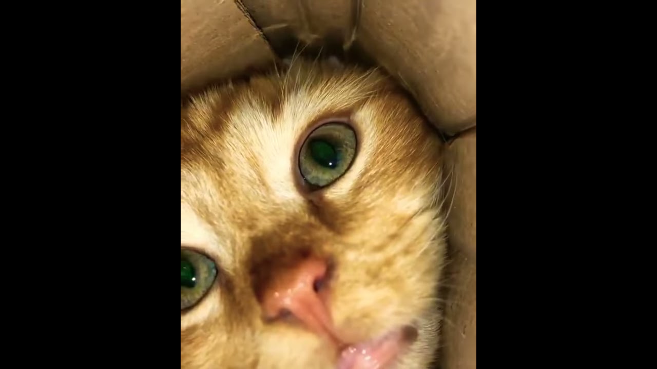 Video kucing lucu 😍😹 