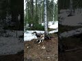 Встреча с медведем в тайге.
