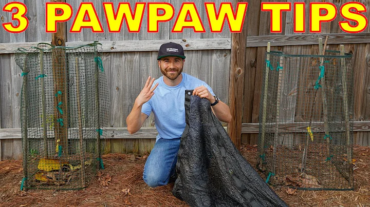 3 Tips For Growing Pawpaws And How To Acclimate Pawpaws to Full Sun
