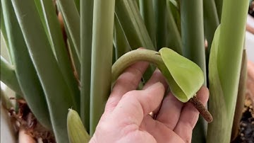 Kỹ thuật trồng cây kim tiền ra bông nhánh lại được khoẻ mạnh cứng cáp | zz plant care