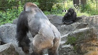 gorilla パパとお兄ちゃんが遊んでる姿を見るスモモ【2024年‎6月1日】【上野動物園】ゴリラ💓Sumomo watching her dad and brother playing.