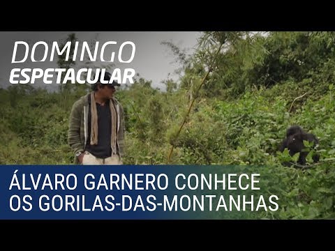 Vídeo: O Que Fazer Em Kigali, Ruanda, Dos Gorilas Das Montanhas à Cultura Do Café