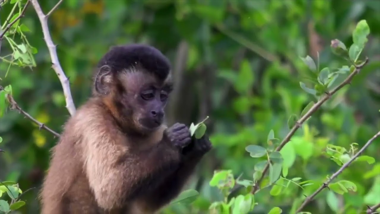 Maratakka River Adventure | Wildlife & Rainforest Tour in Suriname 🇸🇷🦜🦦