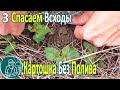 🥔 Посадка картофеля без полива в жаре и засухе ⯇3⯈ Спасаем всходы картофеля