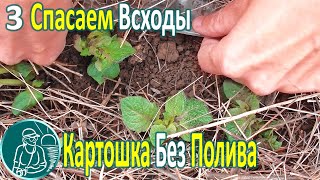 🥔 Planting Potatoes without Watering in Heat and Drought ⯇3⯈ Saving Potato Shoots