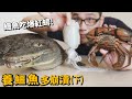 【崩潰飼養日記】鱷魚(下)鱷魚吃紅蟳?透抽?虱目魚?六種水產!鱷魚蛋!河口鱷開箱!【許伯簡芝】