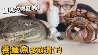 Break down pet owner] Crocodile  Eating Mud Crabs? Squids? Milk Fish? Six different sea foods!