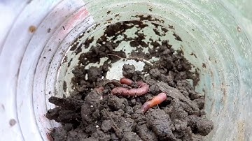 Câu khính bằng cần máy, các bác đã thử chưa?