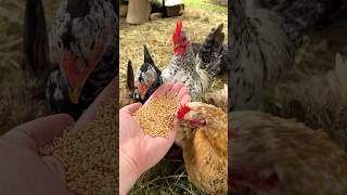 Hirse für meine Zwerghühner 🥰 #hühner #hühnerhaltung #hühnerfutter #keepingchickens #farming #hens