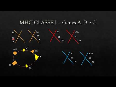 Vídeo: Polimorfismo Do MHC Classe IIB Em Uma Espécie Acilognatida, Rhodeus Sinensis Moldada Por Seleção Histórica E Recombinação