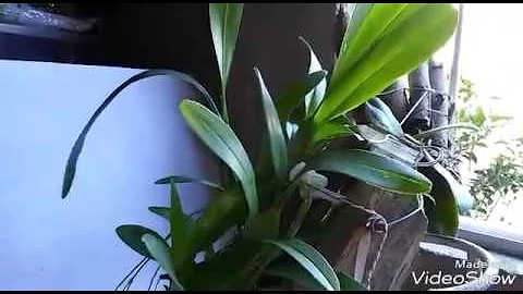 Onde comprar troncos para plantar orquídeas?