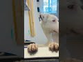 I’d like to order a kind family with fries🍟 Maximillion is dog-social and awaiting adoption at AAC.