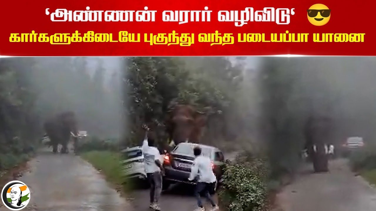 'அண்ணன் வரார் வழிவிடு'😎 | Elephant Attack at Munnar, Idukki