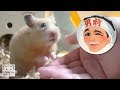 ハムはやっぱり豆腐好き。【ハムスター／キンクマ】/A hamster likes Japanese TOFU.